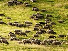 Ovce se dnes na vlnu nevyplatí, pomáhají ale udrovat v krajin travnatou step,...