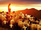 Kdy slunce zane prát, baa se oheje, ale ovcím pestane ve vedru chutnat.