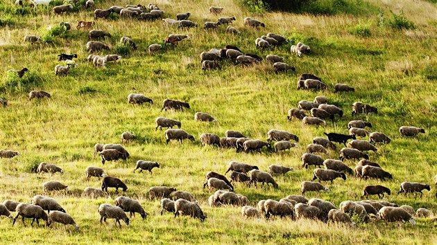 Ovce se dnes na vlnu nevyplat, pomhaj ale udrovat v krajin travnatou step, pastvu tak plat ochrci prody.