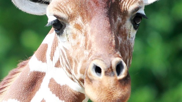 Žirafí samice Tabita z brněnské zoo zvítězila v hlasování o nej žirafu českých a slovenských zoologických zahrad (23. května 2014).