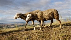 Pást se pestalo koncem devadesátých let, protoe chov ovcí byl ztrátový.