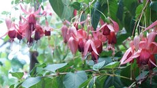 Botanické i lechtné druhy fuchsií mají adu obdivovatel, kteí kadý rok...