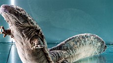 Velemlok �ínský Karlo