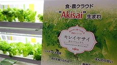Pomocí cloudového systému Akisai zatím Fujitsu pstuje jen salát. Pozdji by...