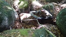 Záchrana kon� v obci Filipka na Liberecku.