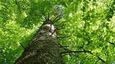 V Mioní roste mnoho statných strom starých nkolik stovek let.