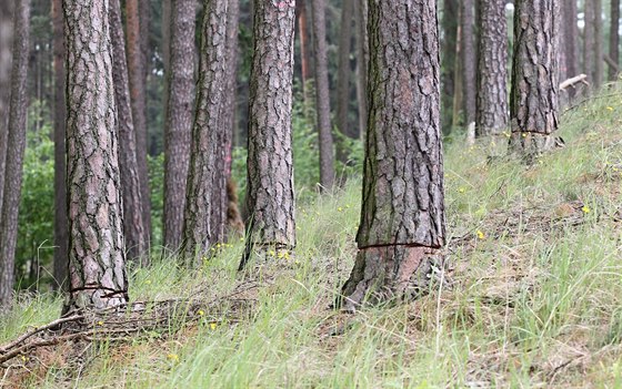 Pípadem se zabývá hospodáská kriminálka, viníkovi v pípad dopadení hrozí a...