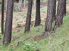 V lese mezi Horními Vilémovicemi a Peckovem pokodil stovky strom.