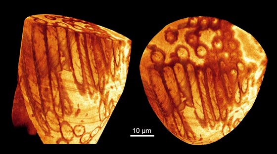 Rekonstrukce spermie fosilní lasturnatky (druh Heterocypris collaris) z...