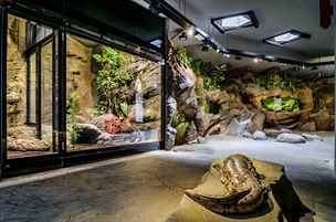 V zoologické zahradě se otevřelo Velemlokárium, unikátní pavilon určený pro...