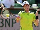 Britský tenista Andy Murray zahrává míek v semifinále Roland Garros.
