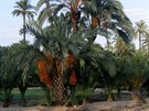 Elche, palmový háj ve mst (Costa Blanca)
