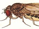 Na pohled nenápadná: Drosophila bifurca