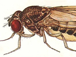 Na pohled nenpadn: Drosophila bifurca