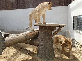 Ladislav Váa pro n ve svém vesnickém zookoutku vybudoval provizorní výbh s...