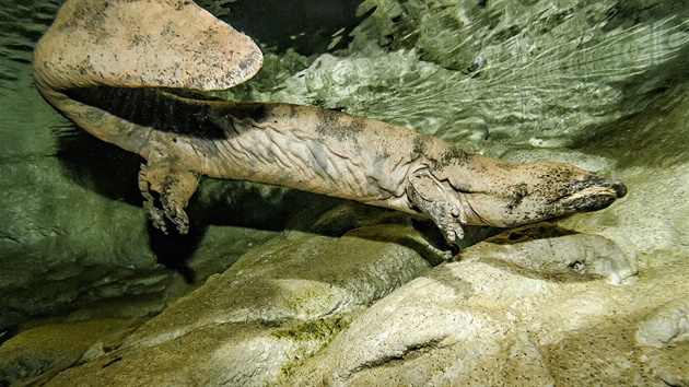 V zoologické zahrad se otevelo Velemlokárium, unikátní pavilon urený pro...