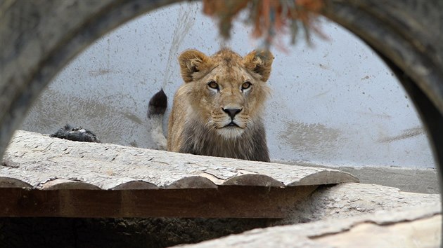 Podle dostupnch informac jsou Vovi lvi prvnmi elmami svho druhu chovanmi na Vysoin. Ani jihlavsk zoologick zahrada lvy nem.