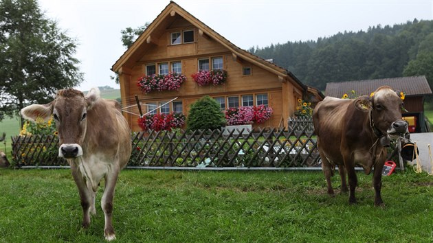 Host ve Gstaadu mohou ochutnat tak spoustu regionlnch delikates, teba vynikajc sr od krav, kter se pes polovinu roku pasou venku.