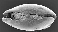 Fosilizovaná lasturnatka pod elektronovým mikroskopem