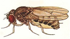 Na pohled nenápadná: Drosophila bifurca