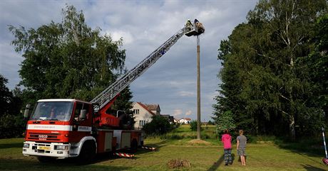 Záchrana apích mláat v esticích na Rychnovsku. (17. 6. 2014)