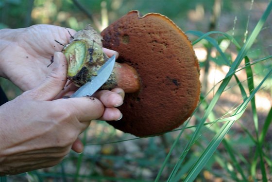 Zkuenost z posledních dn dává nadji na nalezení hib ková, ale musíte mít...