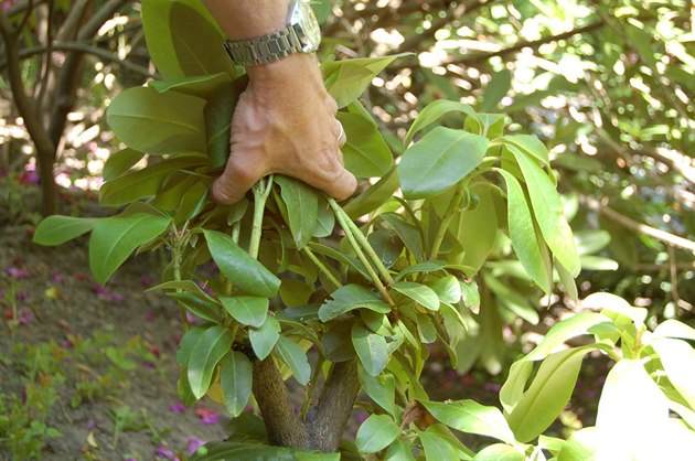 Zmlazeni Rododendronu
