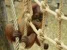 Roní orangutaní samika Diri poprvé venku