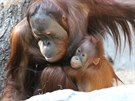 Roní orangutaní samika Diri se svým starím bratrem Gempou