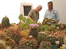 Na jihlavské výstav je a do nedle vystaveno a tista kaktus a sukulent.