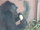 Jak se chladí gorily zmraeným ovocem