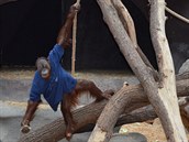 Různé oblečení nebo prostěradla jsou pro orangutany vítaným zpestřením dne....