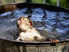 ZVÍECÍ KOUPEL. Roztomilá opika se snaí ochladit v nádob s vodou v indickém...