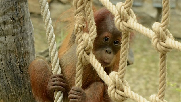 Roční orangutaní samička Diri poprvé venku