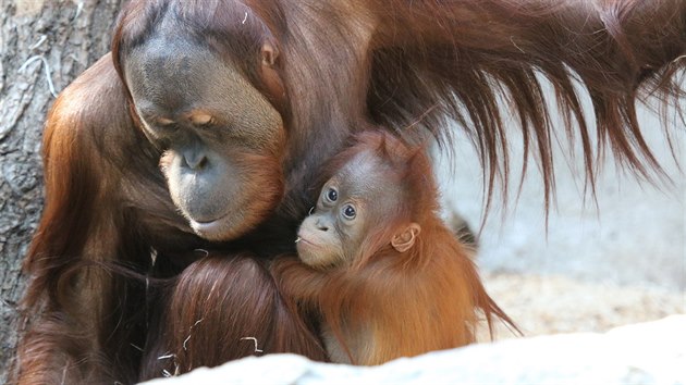 Roční orangutaní samička Diri se svým starším bratrem Gempou