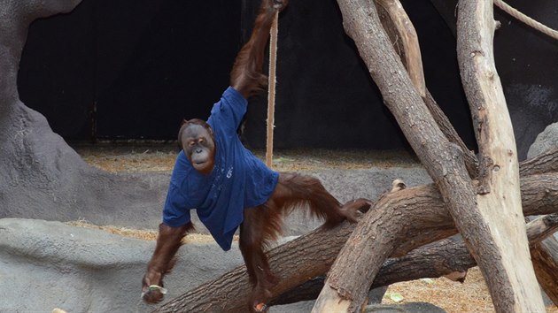 Rzn obleen nebo prostradla jsou pro orangutany vtanm zpestenm dne. Gempa je dokonce schopen oblci si triko.