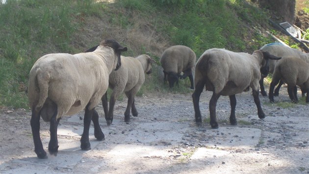 Jedenct ovc se ve stedu rno prochzelo v Paprensk ulici na Praze 6.