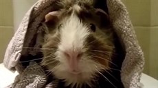 Mluvící more v runíku je maskotem nápadité kampan Americké asociace...