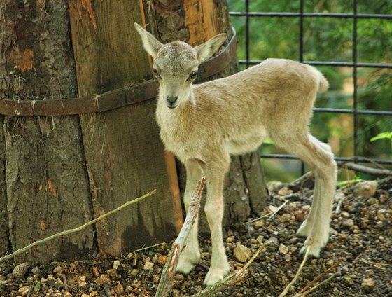 v liberecké zoologické zahrad se narodilo mlád ohroeného uriala bucharského.