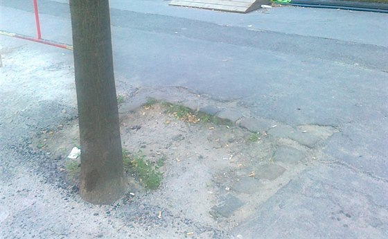 Stromy zalité asfaltem před školou v ulici Na Zlíchově v pražských Hlubočepích...
