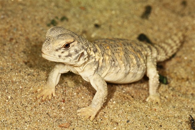 Trojské zoologické zahrad se podailo rozmnoit teplomilného jetra trnorepa...