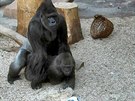 Jak se musí gorilí samice snait, aby vyzvala samce k páení