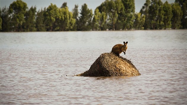 Záplavy v Austrálii. Na snímku je klokan, který uvázl na kupce sena nedaleko města Dalby ve státě Queensland (30. prosince 2010)