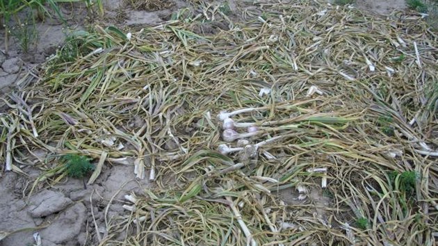Z pole na Jičínsku někdo ukradl tři sta kilogramů unikátní sazby česneku.