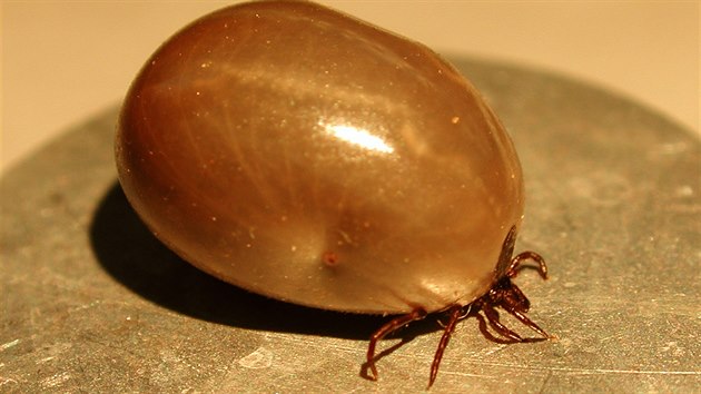 Samice kltte obecnho (Ixodes ricinus) pot, co se do sytosti napila krve hostitele a neuviteln pitom zvtila objem. Vyuv pleitosti, kterou m za svj ivot jen tikrt a doke na ni bez potravy ekat a ti roky. Po napit dospl oplodnn samice naklade do pdy vajka.