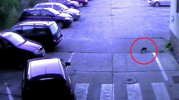 Kamerov systm zachytil, jak kuna z Hradce Krlov pokodila 7 policejnch aut