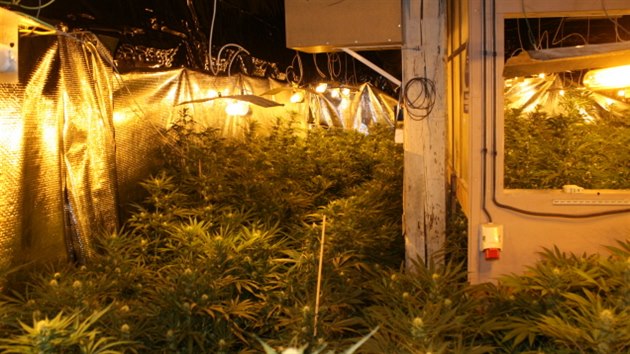 V pstrn marihuany, kterou policist objevili na Chebsku, bylo celkem 1 132 rostlin konop.