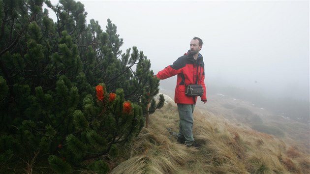 Ochranáři v Jeseníkách už delší dobu prosazují vykácení kleče (snímek z roku 2009 a kácení v oblasti vrcholu Keprníku).