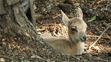 v liberecké zoologické zahrad se narodilo mlád ohroeného uriala bucharského.