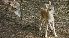 v liberecké zoologické zahrad se narodilo mlád ohroeného uriala bucharského.